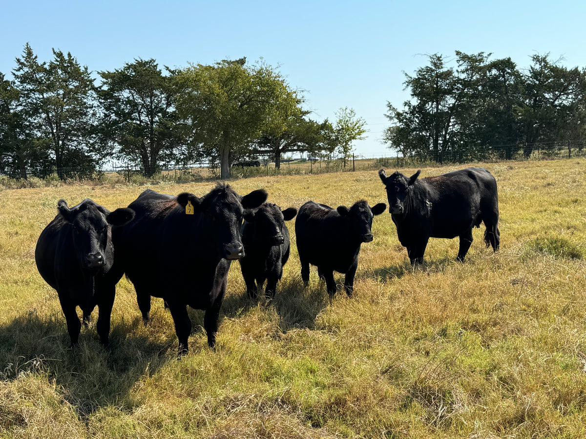 Nelson Farms – Nelson Farms & Co